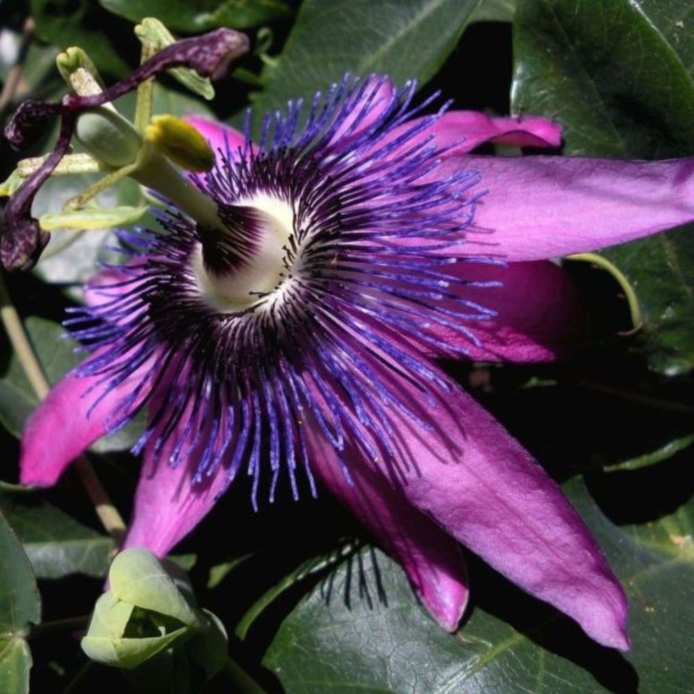 PURPLE PASSION 8" X 10" photo